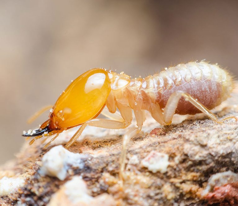 Microscopic view of termite eyes