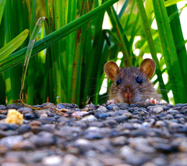 Rodents control measures in urban setting