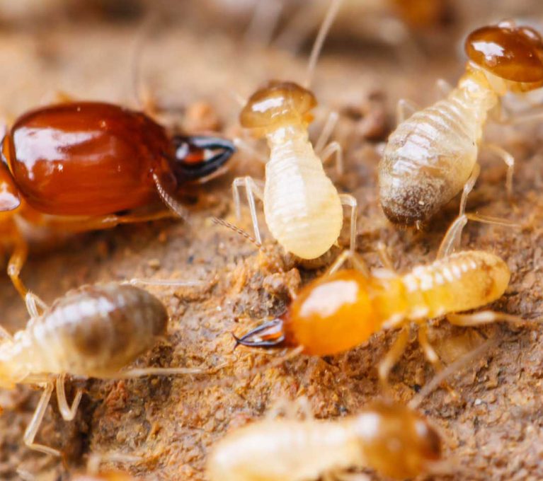 Termites located in the interior of a house before termite treatment.