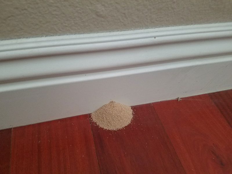 Termite Droppings