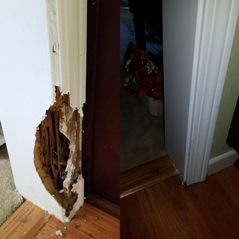 Major Termite Damage