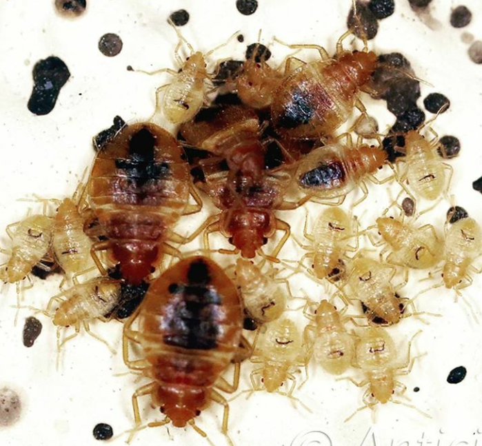 Detailed image of a bedbug infestation